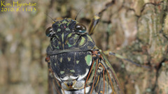 Hyalessa maculaticollis