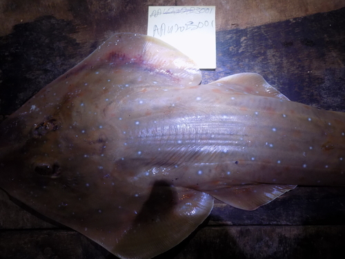 Whitespotted guitarfish (Rhinobatos albomaculatus) — Rhinobatidae — 5