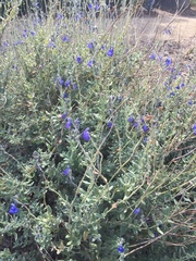 Salvia chamaedryoides