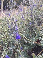 Salvia chamaedryoides