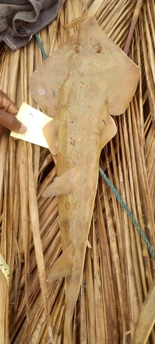 Spineback Guitarfish