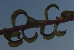 Lagarosiphon ilicifolius image