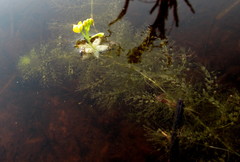 Utricularia stellaris image