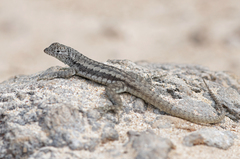 Microlophus barringtonensis