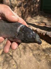 Limpopo Bulldog Fish photo 4