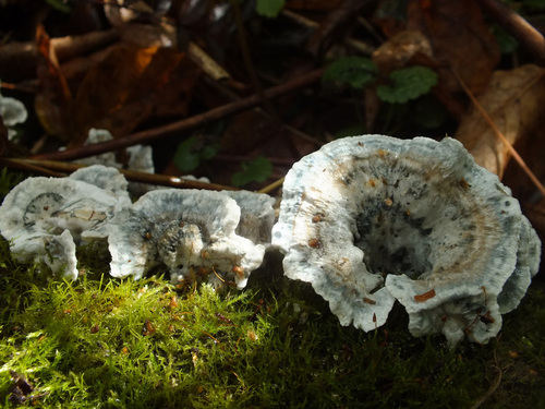 Oligoporus alni image