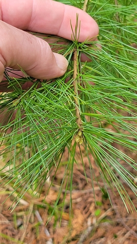 eastern white pine