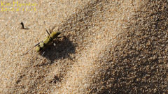 Chlorophorus muscosus