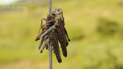 Migratory locust