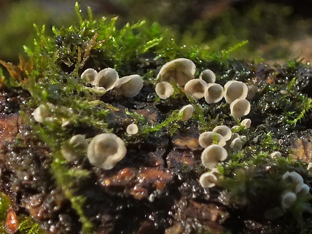 Rimbachia neckerae