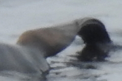 Arctocephalus townsendi