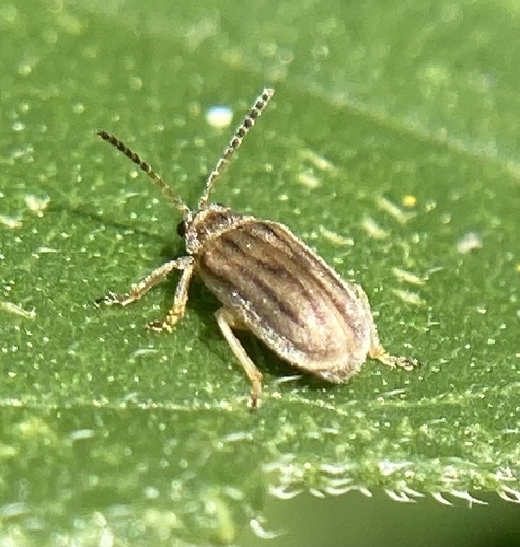 Ragweed leaf beetle photo 4