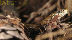 Hebius vibakari