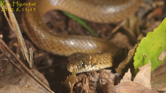 Hebius vibakari