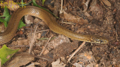Hebius vibakari