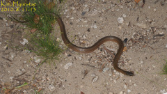 Hebius vibakari