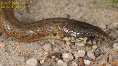 Hebius vibakari