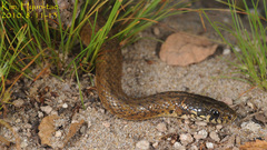 Hebius vibakari