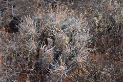 Euphorbia filiflora, photograph (c) amantedarmanin, some rights reserved (CC BY)