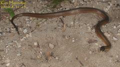 Hebius vibakari