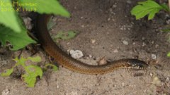 Hebius vibakari