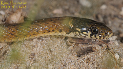 Hebius vibakari