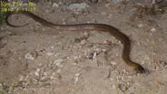 Hebius vibakari