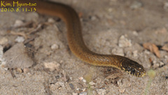 Hebius vibakari
