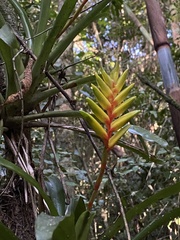 Vriesea pauperrima, photograph Pedro Alvaro Neves, CC BY, iNaturalist via GBIF
