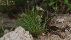 Hebius vibakari