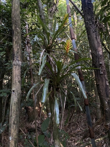 Vriesea pauperrima, photograph 2