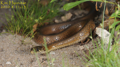 Hebius vibakari