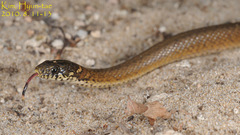 Hebius vibakari