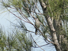 Campylorhynchus yucatanicus