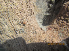 Ostearius melanopygius