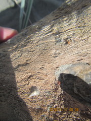 Ostearius melanopygius