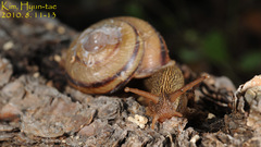 Nesiohelix samarangae