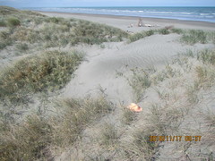 Ostearius melanopygius