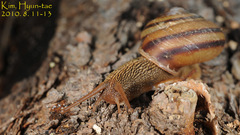 Nesiohelix samarangae
