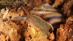 Nesiohelix samarangae