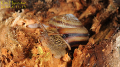 Nesiohelix samarangae
