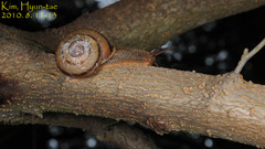 Nesiohelix samarangae