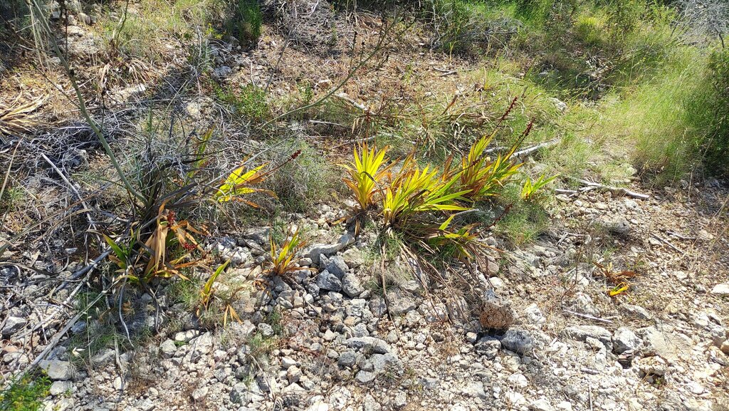 Chasmanthe floribunda, Islas Baleares, España, by joshua_borras