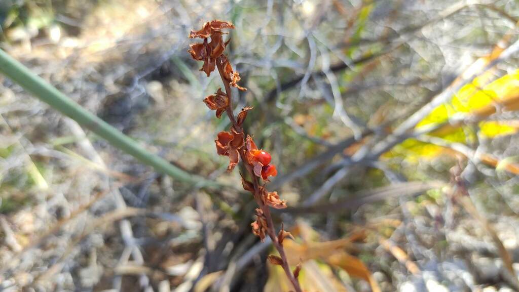 Chasmanthe floribunda, Islas Baleares, España, by joshua_borras