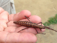 Anisomorpha ferruginea