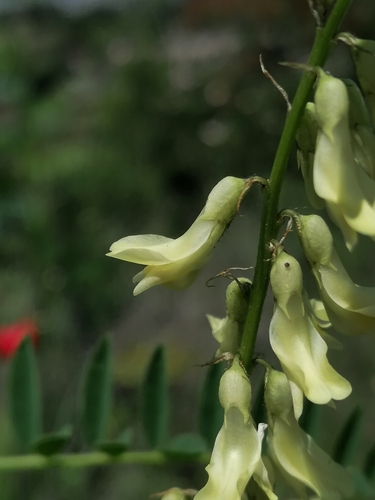 Astragalus galegiformis