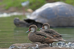 Anas bahamensis galapagensis