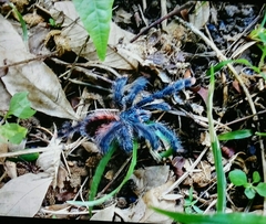 Avicularia avicularia