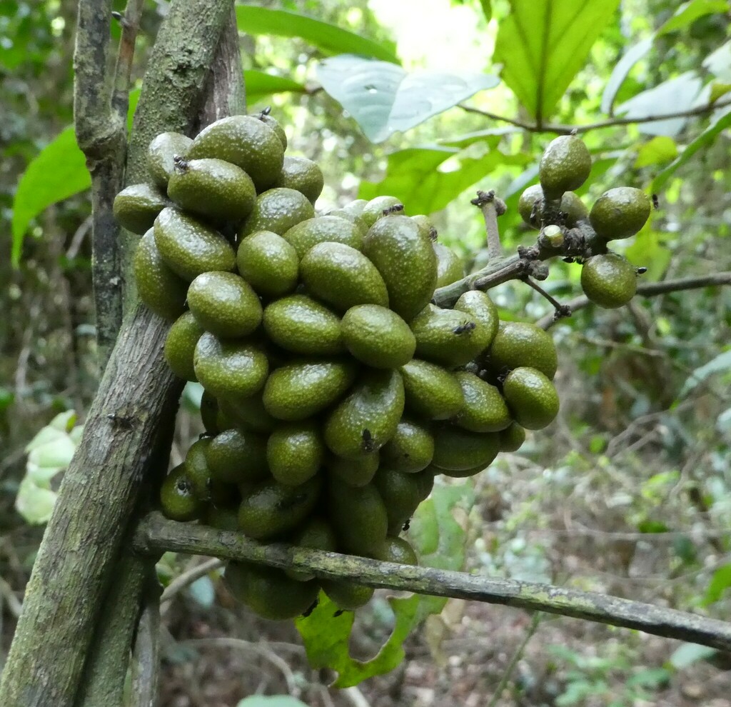 Tiliacora leonensis