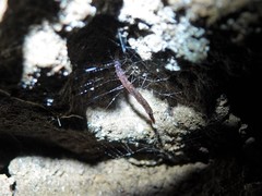 Arachnocampa luminosa